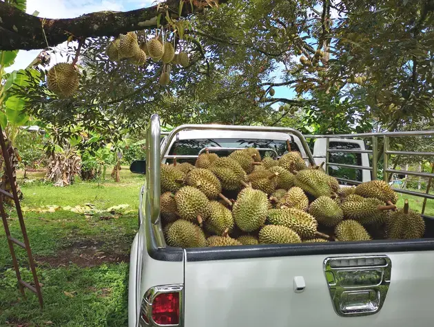 Thai Durian Guide: Where to eat and where to buy
