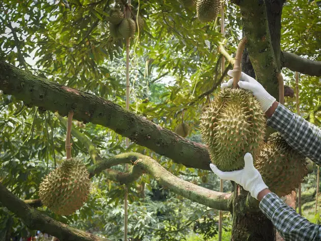 Thai Durian Guide: Where to eat and where to buy