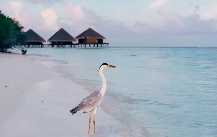 Bird Lover's Paradise: 7 Birds To Look Out For In The Maldives