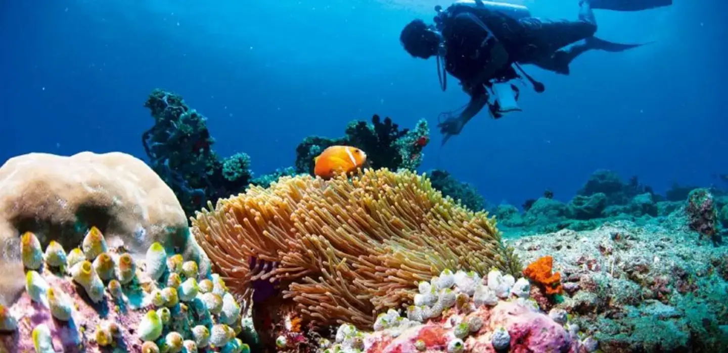 Diving