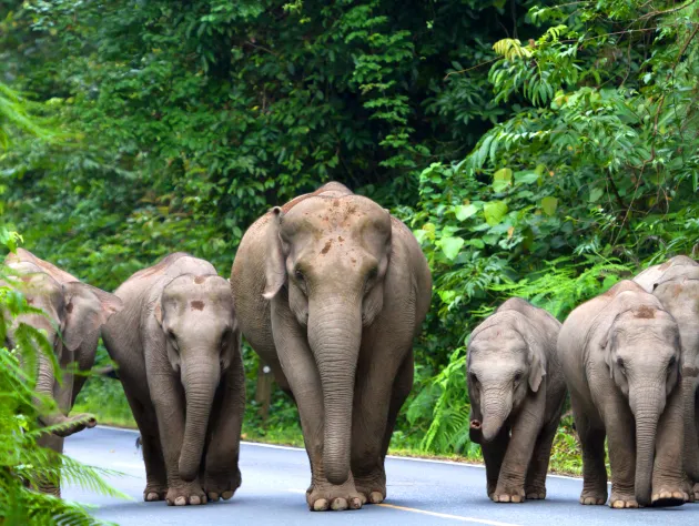 The most fascinating animals in Thailand and where to see them ethically 