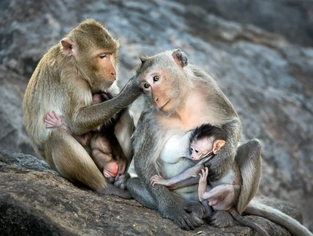 The most fascinating animals in Thailand and where to see them ethically 