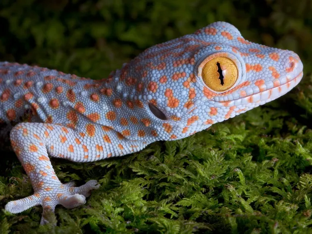 The most fascinating animals in Thailand and where to see them ethically 