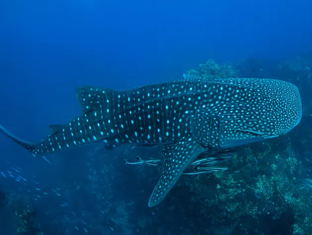 The most fascinating animals in Thailand and where to see them ethically 