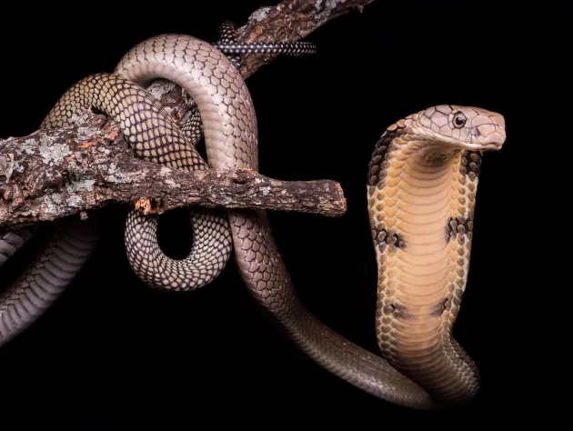 The most fascinating animals in Thailand and where to see them ethically 