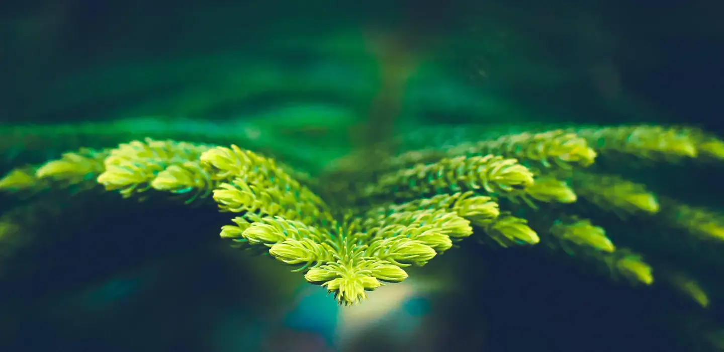 Environmental Sustainability