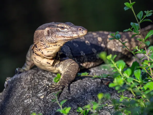 The most fascinating animals in Thailand and where to see them ethically 