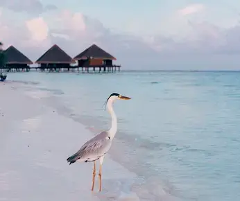 Bird Lover's Paradise: 7 Birds To Look Out For In The Maldives