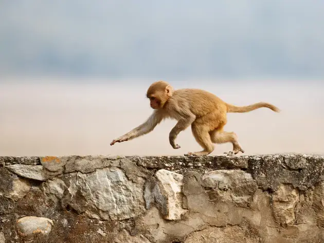 Monkey Trail