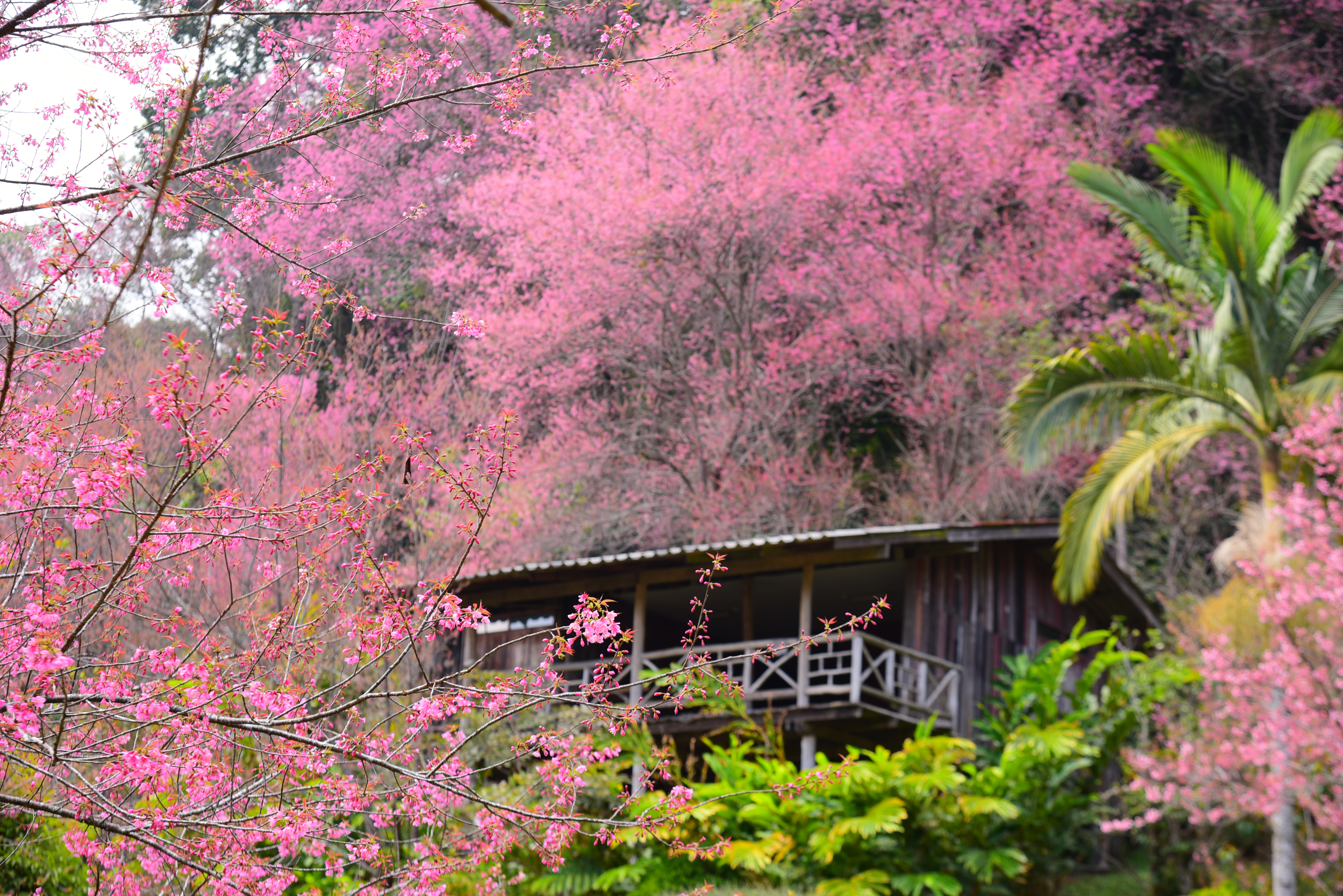 Chiang Mai Cherry Blossom Viewing