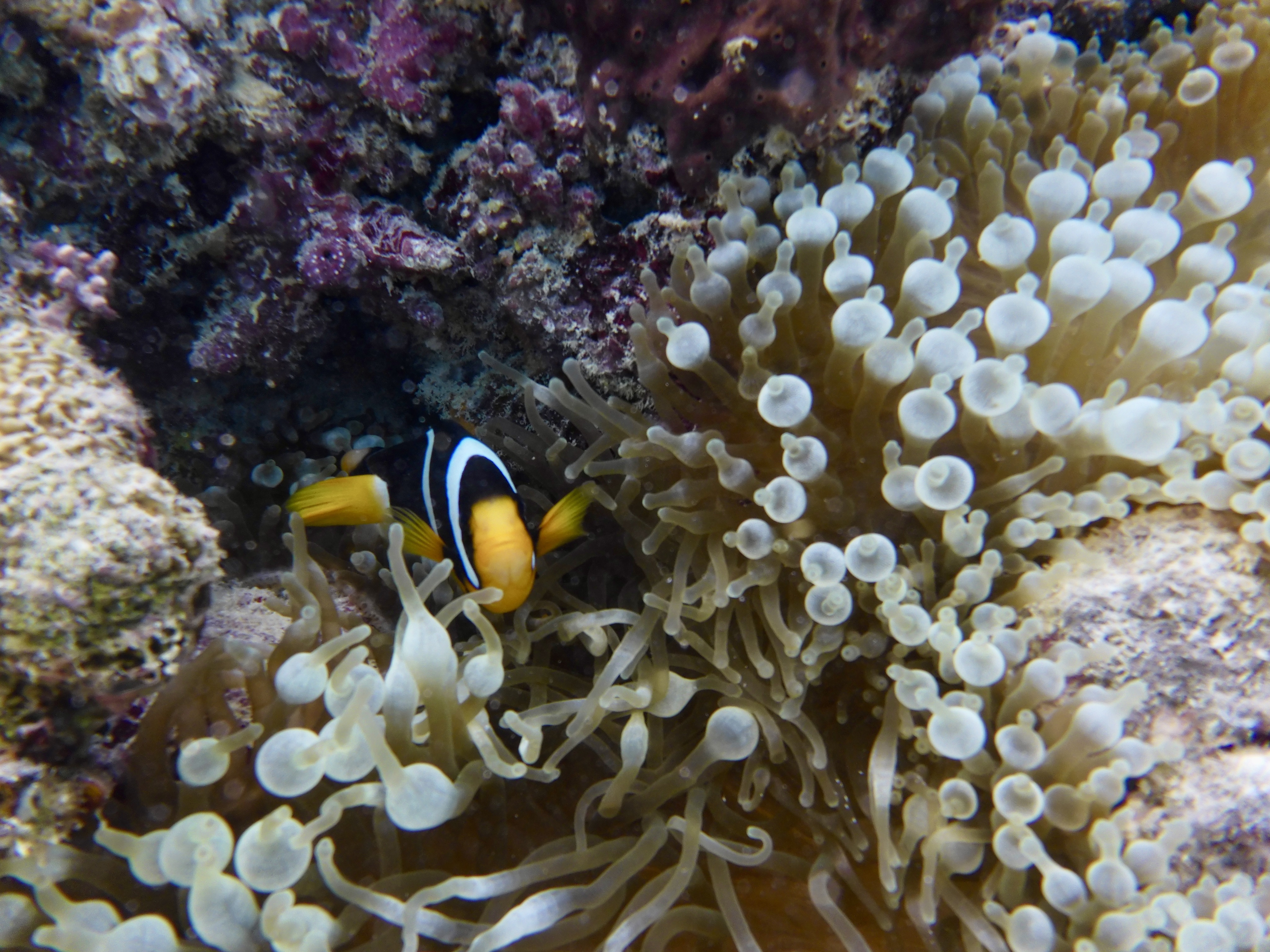 Divemaster at Centara Grand Island Resort & Spa Maldives
