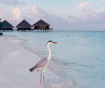 Bird Lover's Paradise: 7 Birds To Look Out For In The Maldives