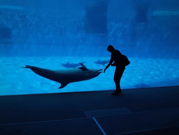 Aquarium - dolphin