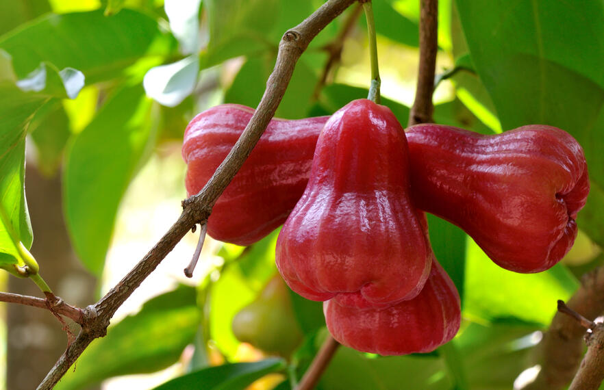 5 Delicious Fruits That Make Thai Cuisine Special
