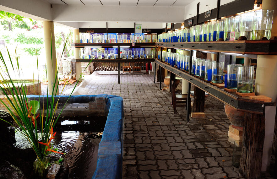 Bangkok’s Hidden Gem: Bang Krachao