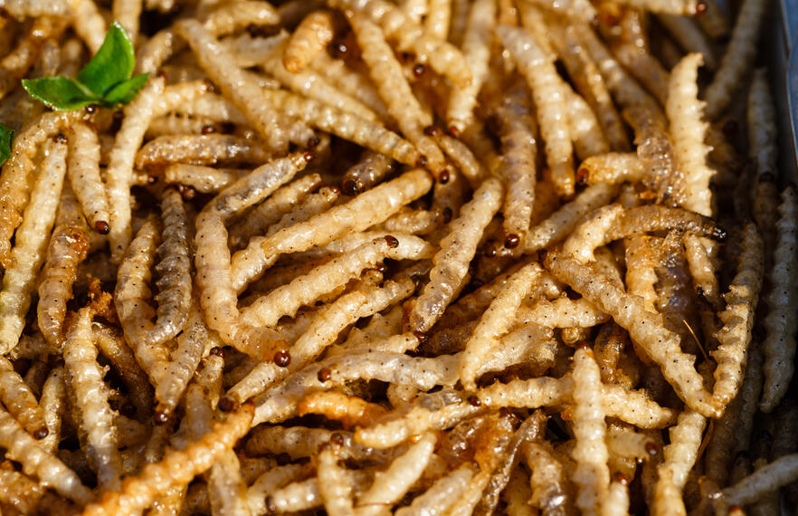 Insects: A Strange (But Rewarding) Culinary Delicacy