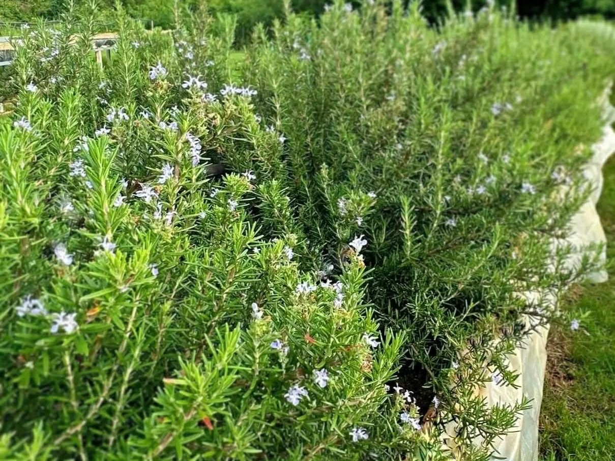 Roukh organic farm