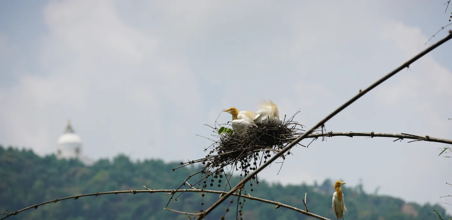 Birdwatching Tour