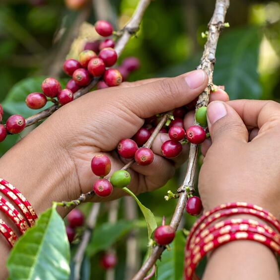 coffee farm