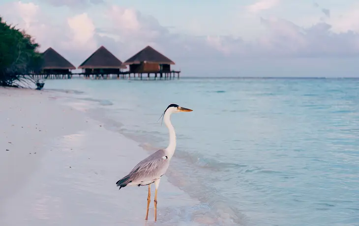 Bird Lover's Paradise: 7 Birds To Look Out For In The Maldives